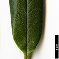 SpeciesSub: subsp. platyphyllum